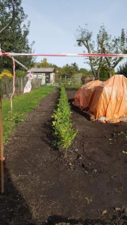 Ovalblättriger Liguster -Angebote Wurzel Zeit Store ovalblaettriger liguster m002430 1042036 3