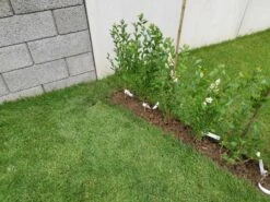 Ovalblättriger Liguster -Angebote Wurzel Zeit Store ovalblaettriger liguster m002430 1157133 0