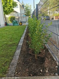 Ovalblättriger Liguster -Angebote Wurzel Zeit Store ovalblaettriger liguster m002430 1170271 0