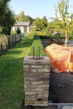 Ovalblättriger Liguster -Angebote Wurzel Zeit Store ovalblaettriger liguster m002430 193676 0