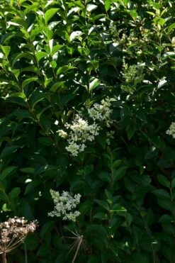 Ovalblättriger Liguster -Angebote Wurzel Zeit Store ovalblaettriger liguster m002430 441289 0