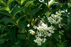 Ovalblättriger Liguster -Angebote Wurzel Zeit Store ovalblaettriger liguster m002430 441289 1