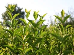 Ovalblättriger Liguster -Angebote Wurzel Zeit Store ovalblaettriger liguster m002430 w 0