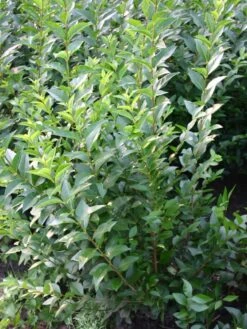 Ovalblättriger Liguster -Angebote Wurzel Zeit Store ovalblaettriger liguster m002430 w 1