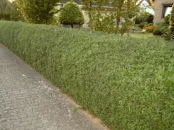 Ovalblättriger Liguster -Angebote Wurzel Zeit Store ovalblaettriger liguster m002430 w 2