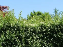 Ovalblättriger Liguster -Angebote Wurzel Zeit Store ovalblaettriger liguster m002430 w 5