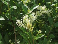 Ovalblättriger Liguster -Angebote Wurzel Zeit Store ovalblaettriger liguster m002430 w 6