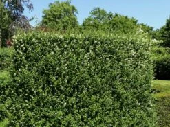 Ovalblättriger Liguster -Angebote Wurzel Zeit Store ovalblaettriger liguster m002430 w 7