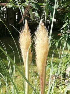 Pampasgras 'Citaro' -Angebote Wurzel Zeit Store pampasgras citaro m055705 957606 0