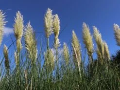 Pampasgras 'Citaro'