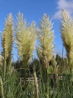 Pampasgras 'Citaro' -Angebote Wurzel Zeit Store pampasgras citaro m055705 w 0