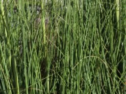 Pampasgras 'Citaro' -Angebote Wurzel Zeit Store pampasgras citaro m055705 w 1