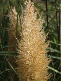 Pampasgras 'Citaro' -Angebote Wurzel Zeit Store pampasgras citaro m055705 w 3