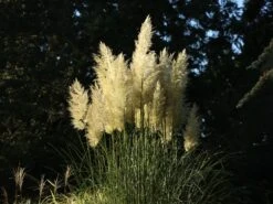 Pampasgras 'Citaro' -Angebote Wurzel Zeit Store pampasgras citaro m055705 w 4