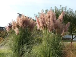 Pampasgras 'Rosea' -Angebote Wurzel Zeit Store pampasgras rosea m003060 w 0