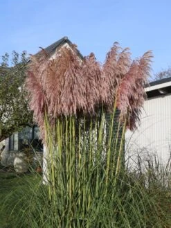 Pampasgras 'Rosea' -Angebote Wurzel Zeit Store pampasgras rosea m003060 w 2