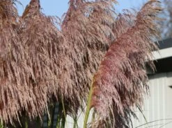 Pampasgras 'Rosea' -Angebote Wurzel Zeit Store pampasgras rosea m003060 w 3