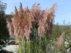Pampasgras 'Rosea' -Angebote Wurzel Zeit Store pampasgras rosea m003060 w 4