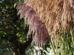 Pampasgras 'Rosea' -Angebote Wurzel Zeit Store pampasgras rosea m003060 w 5