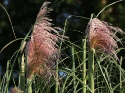 Pampasgras 'Rosea' -Angebote Wurzel Zeit Store pampasgras rosea m003060 w 6