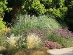 Pampasgras 'Rosea' -Angebote Wurzel Zeit Store pampasgras rosea m003060 w 7