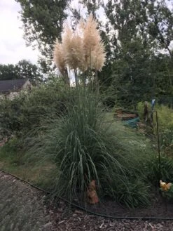 Pampasgras 'Sunningdale Silver' 15 Pampasgras 'Sunningdale Silver' -Angebote Wurzel Zeit Store pampasgras sunningdale silver m074191 733832 0