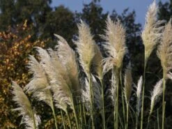 Pampasgras 'Sunningdale Silver'
