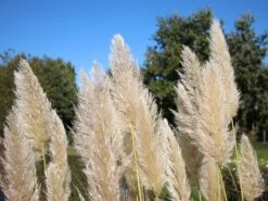 Pampasgras 'Sunningdale Silver' 13 Pampasgras 'Sunningdale Silver' -Angebote Wurzel Zeit Store pampasgras sunningdale silver m074191 w 0