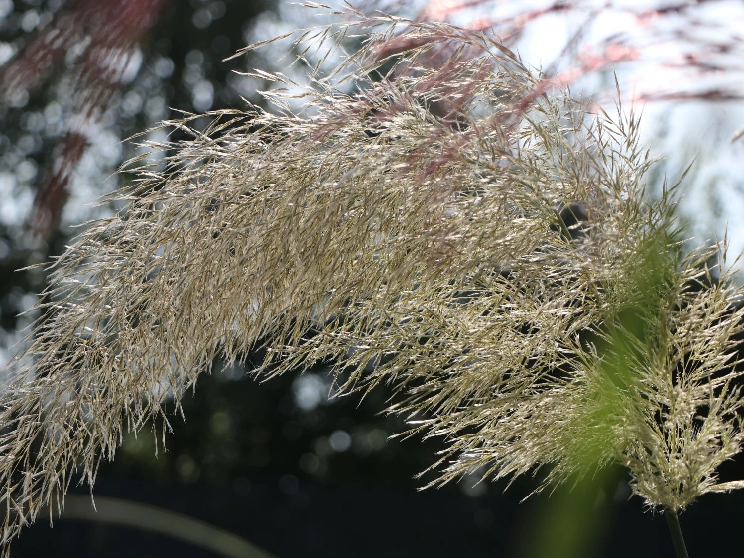 Pampasgras 'Sunningdale Silver' 2 Pampasgras 'Sunningdale Silver' – Bild 2