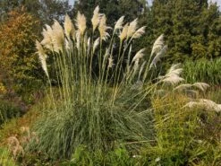 Pampasgras 'Sunningdale Silver' 12 Pampasgras 'Sunningdale Silver' -Angebote Wurzel Zeit Store pampasgras sunningdale silver m074191 w 2