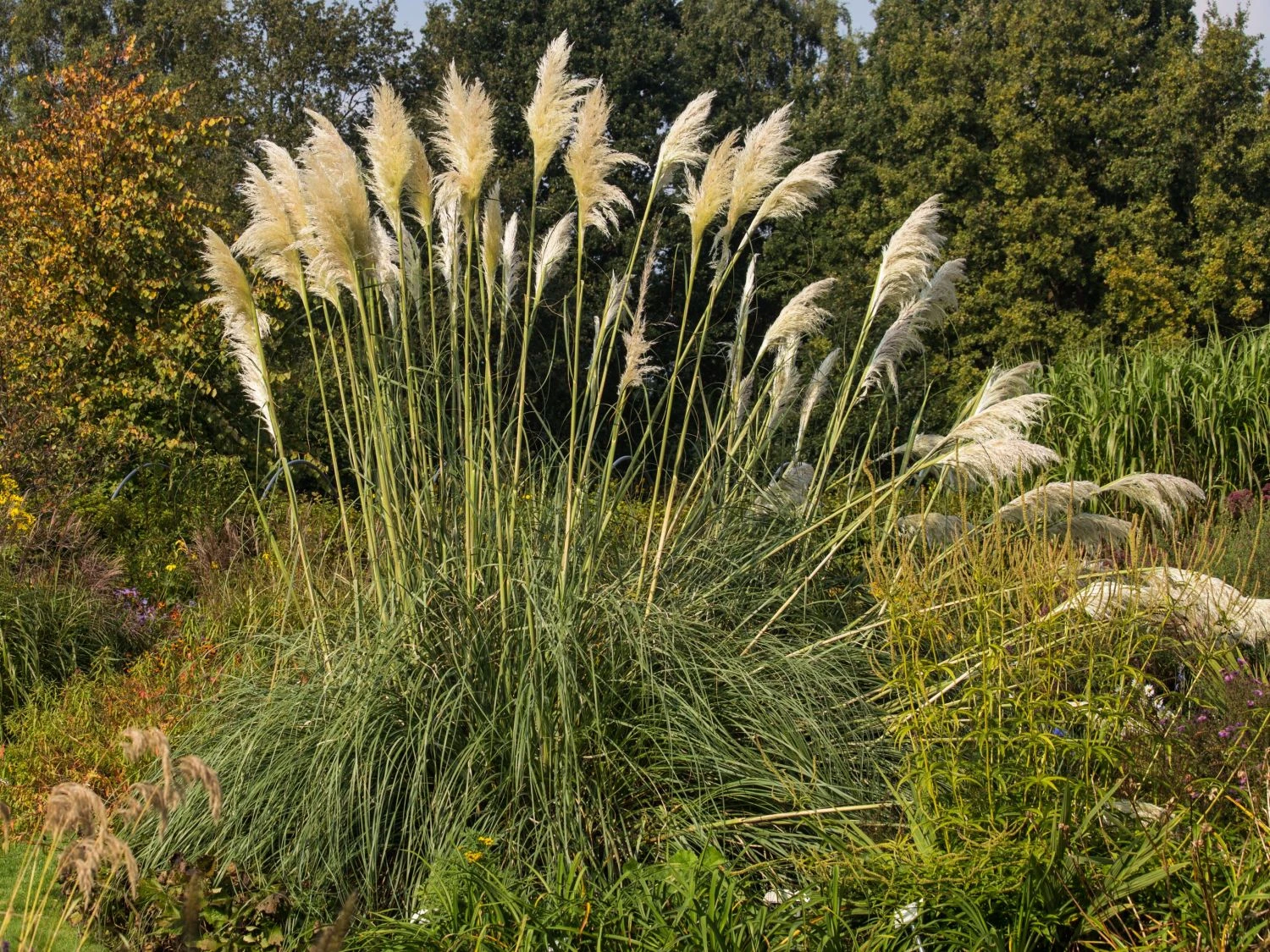 Pampasgras 'Sunningdale Silver' 5 Pampasgras 'Sunningdale Silver' – Bild 5