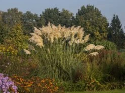 Pampasgras 'Sunningdale Silver' 11 Pampasgras 'Sunningdale Silver' -Angebote Wurzel Zeit Store pampasgras sunningdale silver m074191 w 3