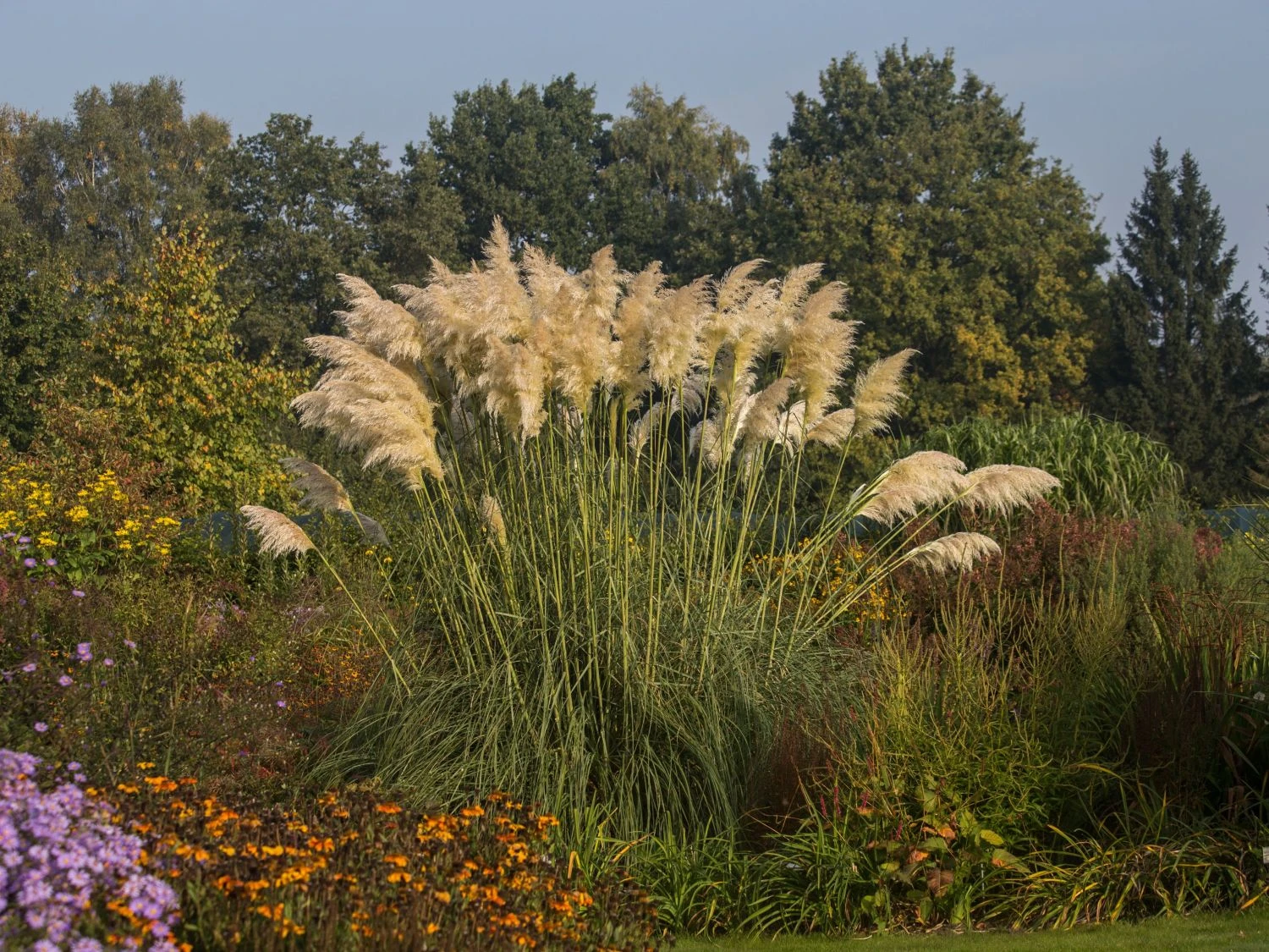 Pampasgras 'Sunningdale Silver' 4 Pampasgras 'Sunningdale Silver' – Bild 4