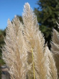 Pampasgras 'Sunningdale Silver' 10 Pampasgras 'Sunningdale Silver' -Angebote Wurzel Zeit Store pampasgras sunningdale silver m074191 w 4