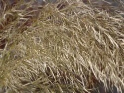 Pampasgras 'Sunningdale Silver' 14 Pampasgras 'Sunningdale Silver' -Angebote Wurzel Zeit Store pampasgras sunningdale silver m074191 w 5