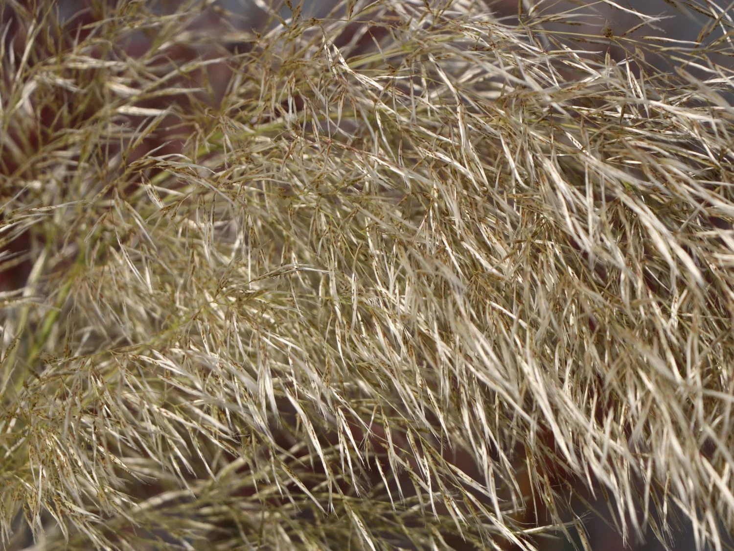 Pampasgras 'Sunningdale Silver' 7 Pampasgras 'Sunningdale Silver' – Bild 7