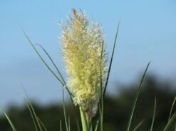 Pampasgras 'Tiny Pampa' -Angebote Wurzel Zeit Store pampasgras tiny pampa m117432 w 0