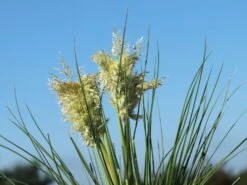 Pampasgras 'Tiny Pampa' -Angebote Wurzel Zeit Store pampasgras tiny pampa m117432 w 1