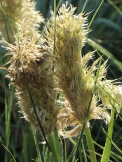 Pampasgras 'Tiny Pampa' -Angebote Wurzel Zeit Store pampasgras tiny pampa m117432 w 3