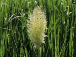 Pampasgras 'Tiny Pampa' -Angebote Wurzel Zeit Store pampasgras tiny pampa m117432 w 6