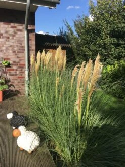Amerikanisches Pampasgras / Silber-Pampasgras -Angebote Wurzel Zeit Store pampasgras weiss m003058 302952 1