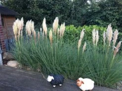 Amerikanisches Pampasgras / Silber-Pampasgras -Angebote Wurzel Zeit Store pampasgras weiss m003058 302952 2