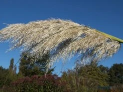 Amerikanisches Pampasgras / Silber-Pampasgras -Angebote Wurzel Zeit Store pampasgras weiss m003058 w 1