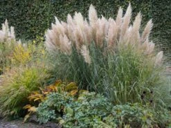 Amerikanisches Pampasgras / Silber-Pampasgras -Angebote Wurzel Zeit Store pampasgras weiss m003058 w 4