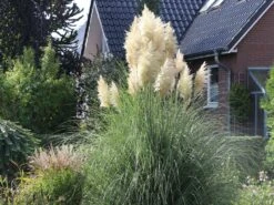 Pampasgras 'Weiße Feder'