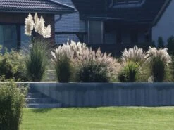 Pampasgras 'Weiße Feder' -Angebote Wurzel Zeit Store pampasgras weisse feder m058298 w 0