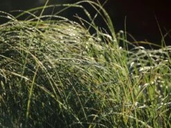 Pampasgras 'Weiße Feder' -Angebote Wurzel Zeit Store pampasgras weisse feder m058298 w 2