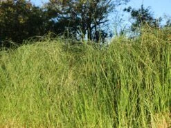 Pampasgras 'Weiße Feder' -Angebote Wurzel Zeit Store pampasgras weisse feder m058298 w 3