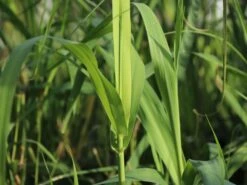 Pfahlrohr -Angebote Wurzel Zeit Store pfahlrohr m044598 w 0