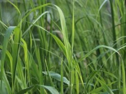 Pfahlrohr -Angebote Wurzel Zeit Store pfahlrohr m044598 w 1